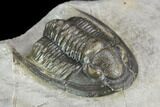 Cornuproetus Trilobite Fossil - Ofaten, Morocco #126289-3